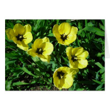 Cinco tulipanes amarillos tarjetas