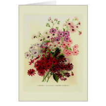 Cineraria Felicitación