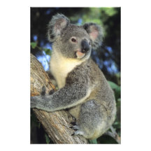 Cinereus de la koala, del Phascolarctos), Australi Arte Fotografico