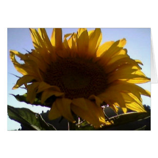 Cinquain Felicitacion