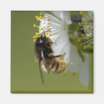 Ciruelo y abeja imán de frigorífico