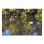 Cisne blanco elegante en el lago - fotografía de l