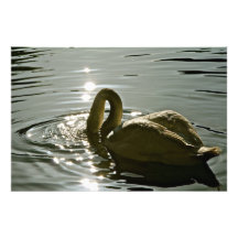 CISNE BLANCO EN LA LUZ DE LA MAÑANA FOTOGRAFIA