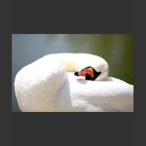 cisne camisetas
