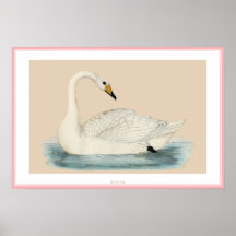 CISNE DE HOOPER POSTER