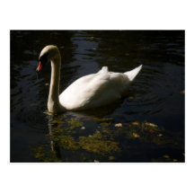 Cisne de Magestic Postal