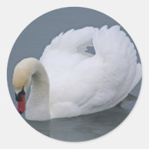 CISNE DE OBSERVACIÓN PEGATINA