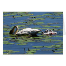 Cisne de trompetista y pollos del cisne tarjeton