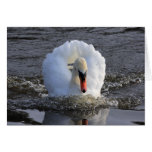 Cisne del acorazado tarjeton