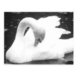 Cisne del lago--Blanco y negro Tarjetas Postales