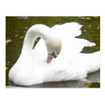 Cisne del lago tarjetas postales