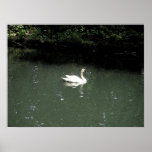 Cisne en el parque zoológico de Bronx Impresiones