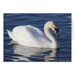 Cisne en un lago tarjetón