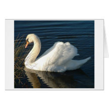 Cisne Felicitaciones