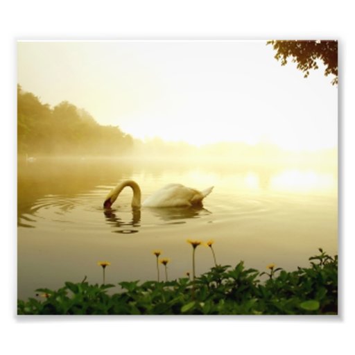 Cisne Foto