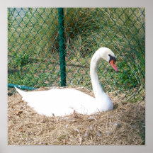 Cisne II Poster