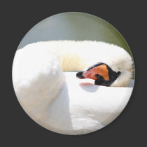 cisne imanes
