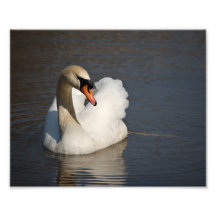 Cisne mudo fotografias