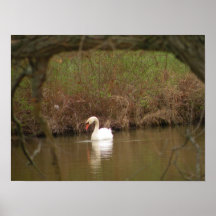 Cisne mudo poster