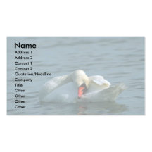 Cisne mudo, preening tarjetas de visita