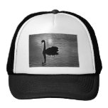 Cisne negro - animal nativo australiano gorros  