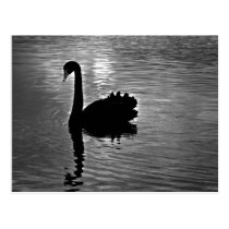 Cisne negro - animal nativo australiano tarjetas postales