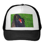 Cisne negro australiano gorros  