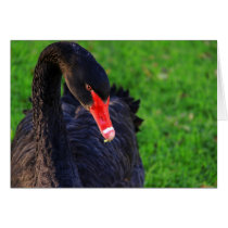 Cisne negro australiano tarjetas