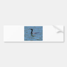 Cisne negro pegatina de parachoque