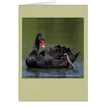 Cisne negro tarjetas