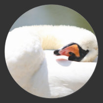 cisne pegatinas