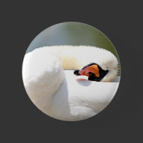 cisne botones