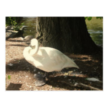 Cisne Postal