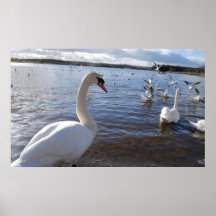 Cisne Poster