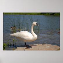 Cisne Posters