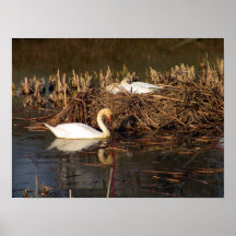 Cisne que vigila su poster del compañero