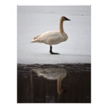 Cisne reflejado cojinete