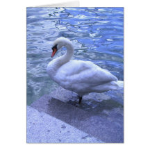Cisne suizo tarjeta