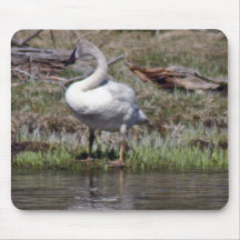 cisne tapetes de ratones