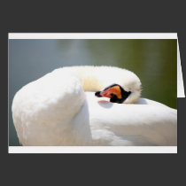 cisne tarjetas