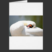 cisne tarjetas
