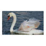 CISNE TARJETA PERSONAL
