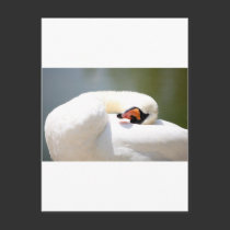 cisne tarjetas postales