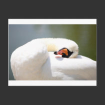 cisne tarjetas postales