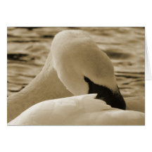 Cisne Tarjetas