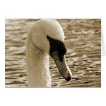 Cisne Tarjeton