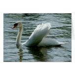 Cisne Tarjeton