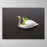 Cisne y Faerie Poster