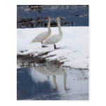 Cisnes alertas postales