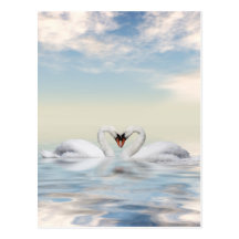 Cisnes cariñosos tarjeta postal